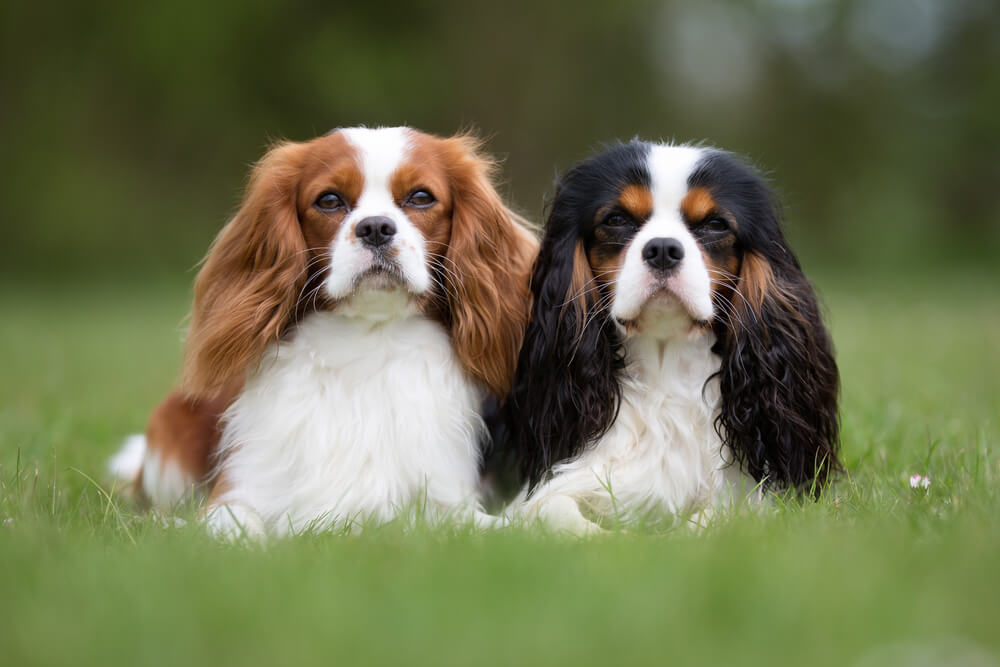 cavalier-king-charles-spaniel