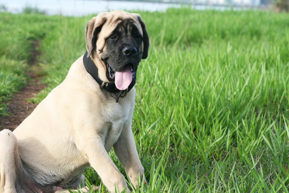english-mastiff