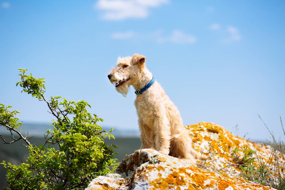 lakeland-terrier