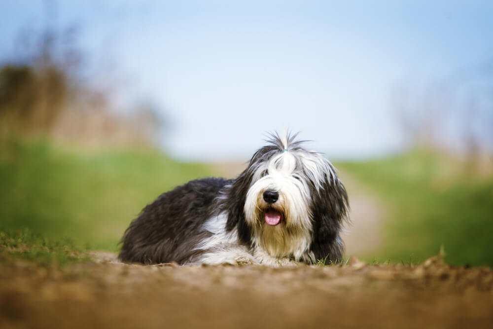 old-english-sheepdog