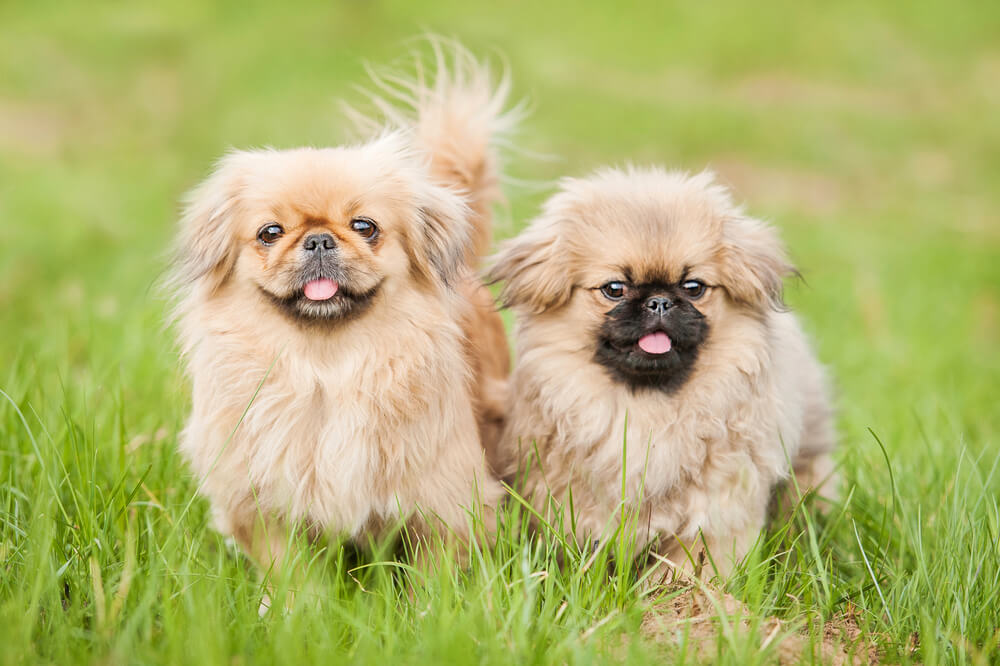 pekingese