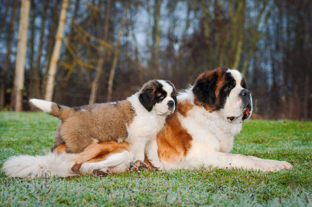 saint-bernard