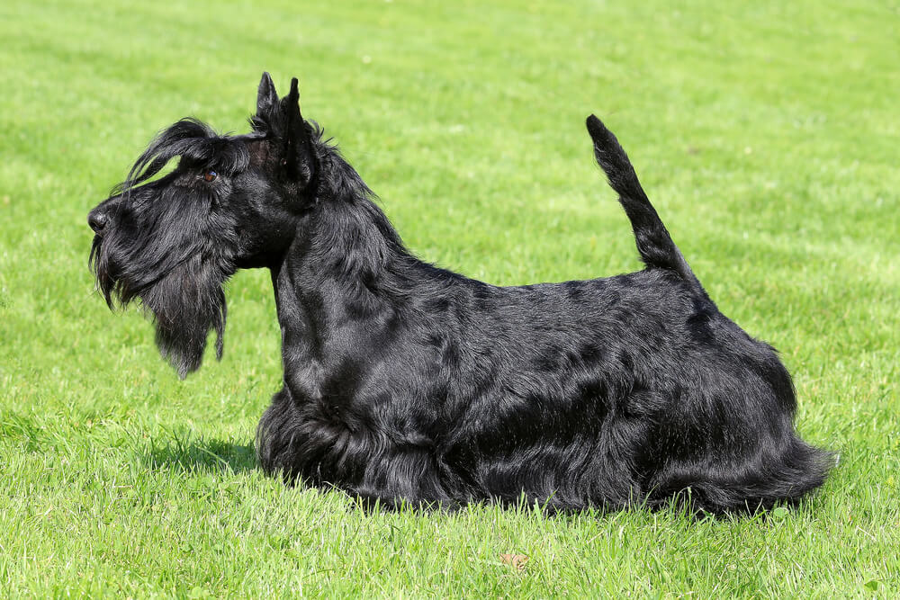 scottish-terrier