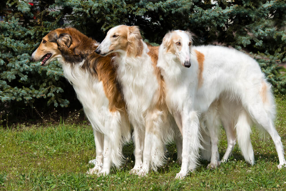 borzoi