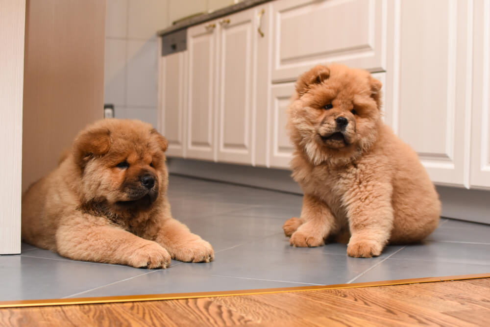 chow-chow
