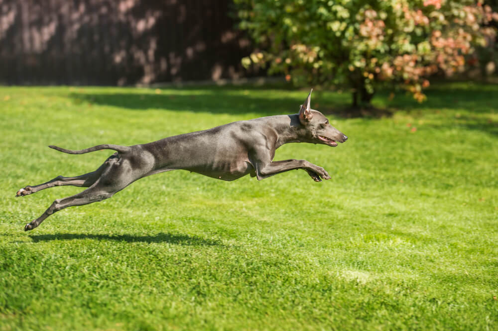 italian-greyhound