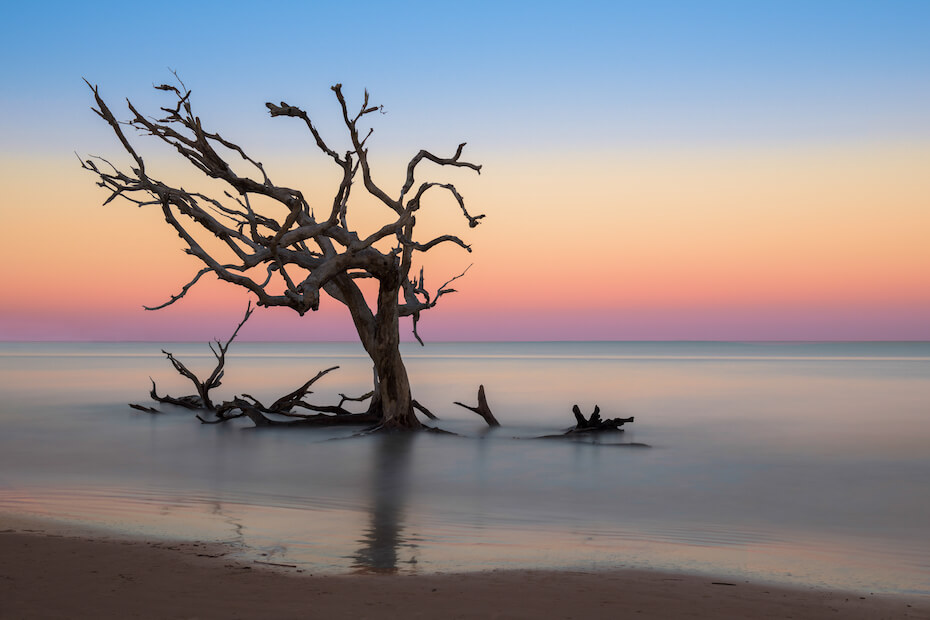 Shutterstock: Driftwood Beach Jekyll Island, Georgia