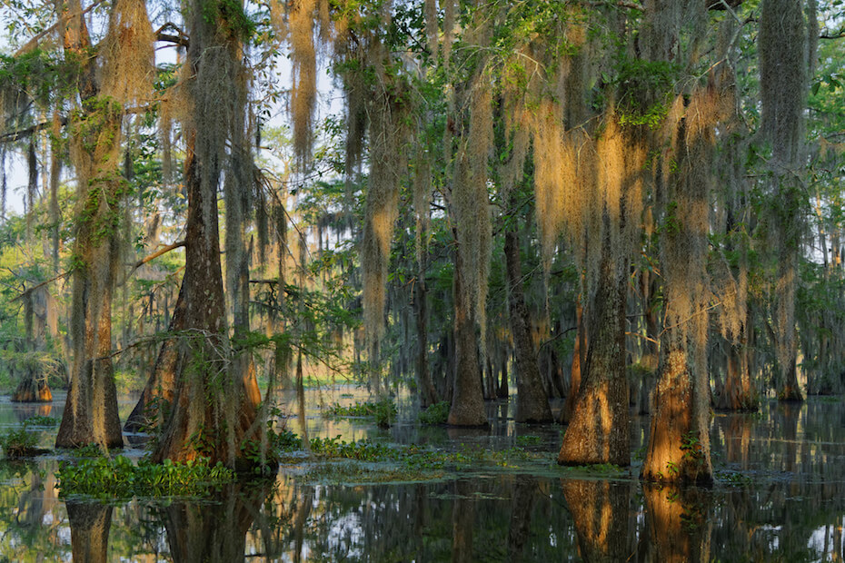 Shutterstock: Lake Martin, Louisiana