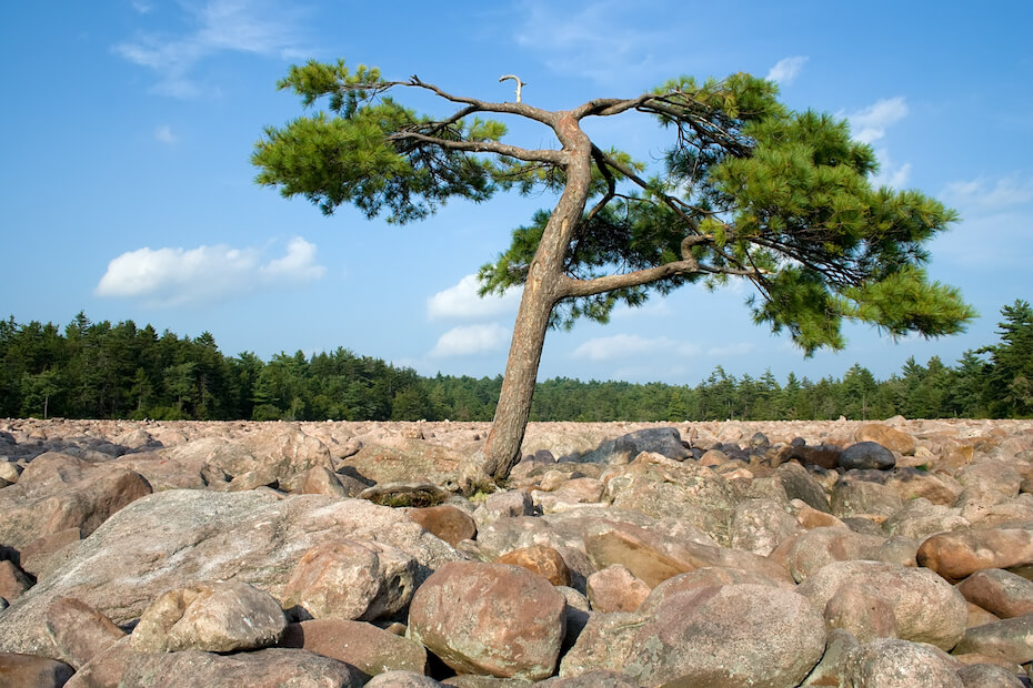 Shutterstock: Hickory Run State Park, Pennsylvania
