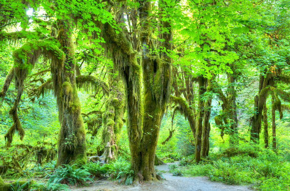 Shutterstock: Washington Hoh Rainforest