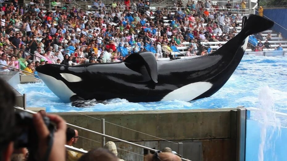 Blackfish: Tilikum killer whale at water park