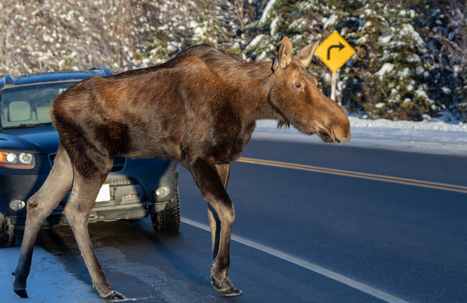 Shutterstock: Alaskan-Yukon moose