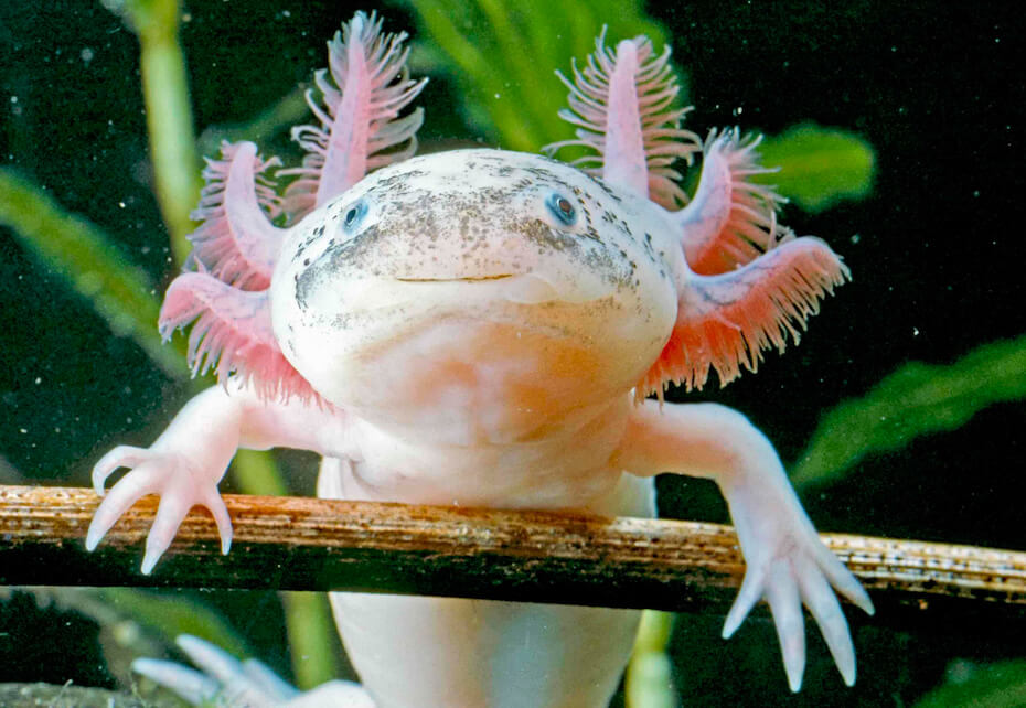 Shutterstock: Pink axolotl