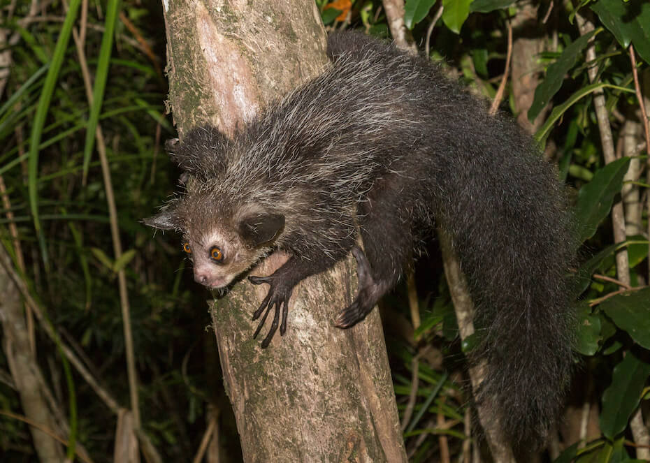 Shutterstock: Aya-aye in tree