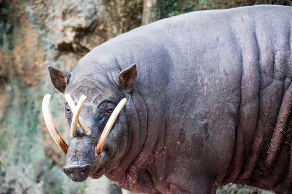 Shutterstock: Babirusa