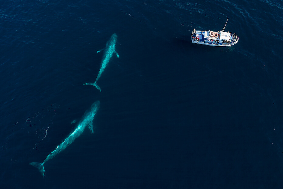 Shutterstock: Blue whales near boat aerial photo
