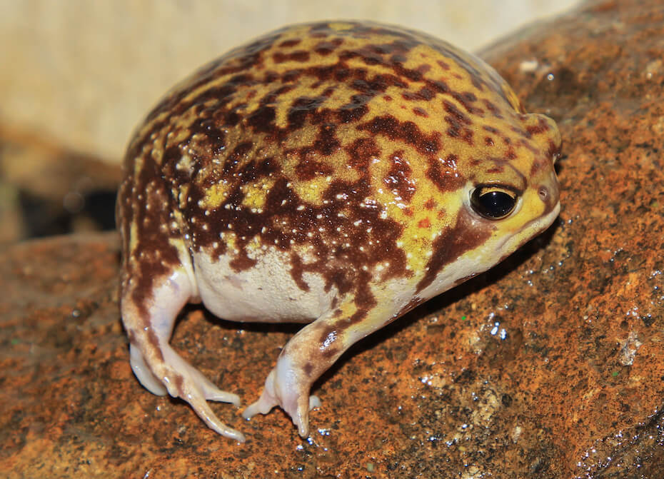 Shutterstock: Bushveld rain frog