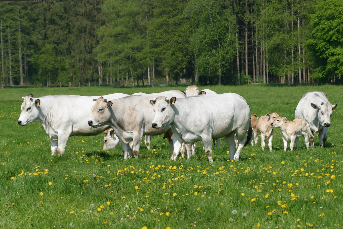 Shutterstock: Chianina (Italian pronunciation) Herd on pasture