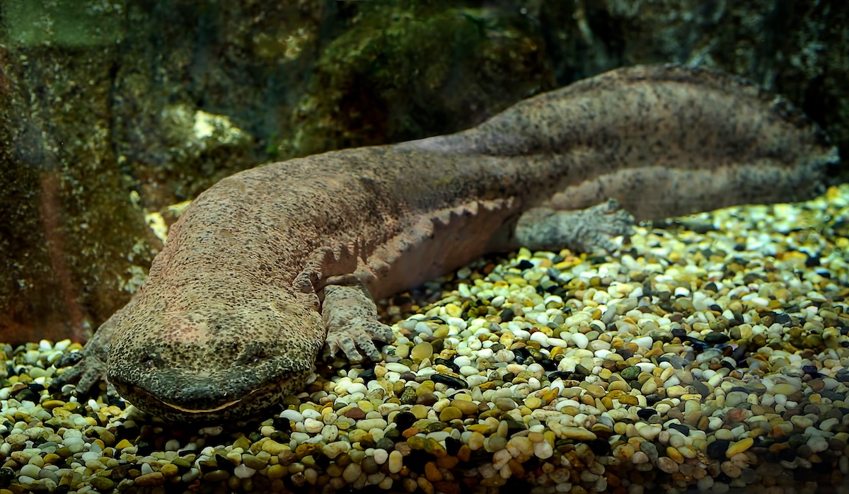 Shutterstock: Chinese giant salamander
