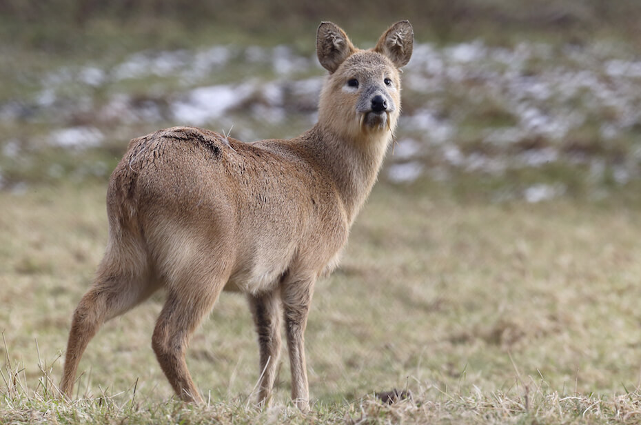 Shutterstock: Chinese water deer