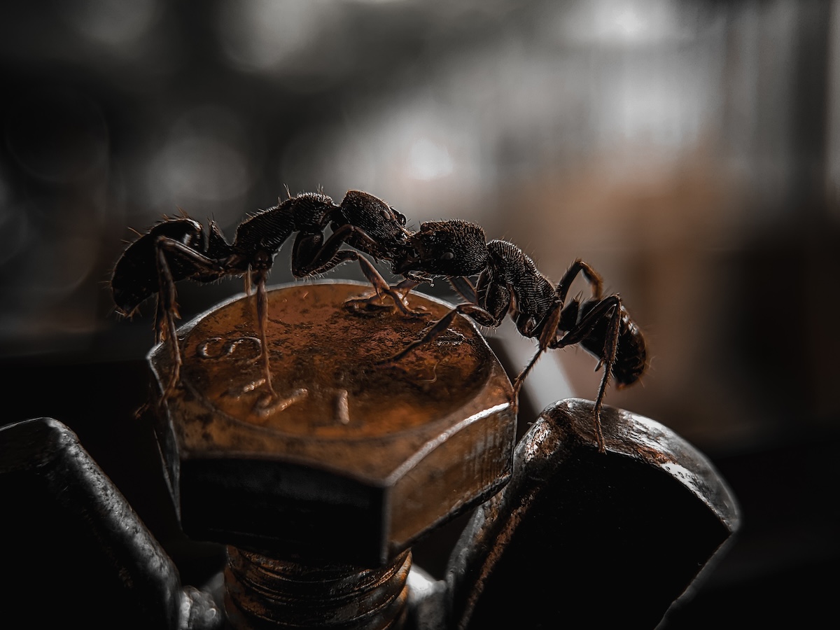 Shutterstock: Ponerinae is a subfamily of ants within the Poneromorph subfamily, with about 1,600 species in 47 existing genera, including Dinoponera gigantea - one of the largest ant species in the world.