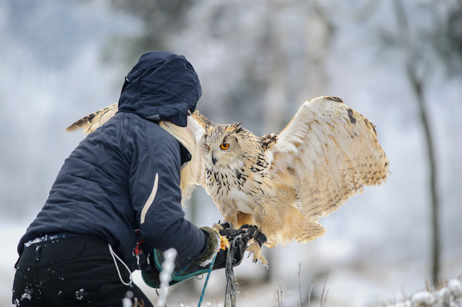 Shutterstock: Eurasian eagle owl