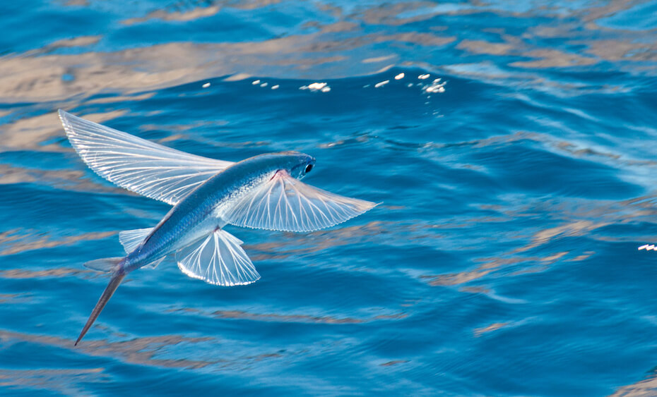 Shutterstock: Flying fish