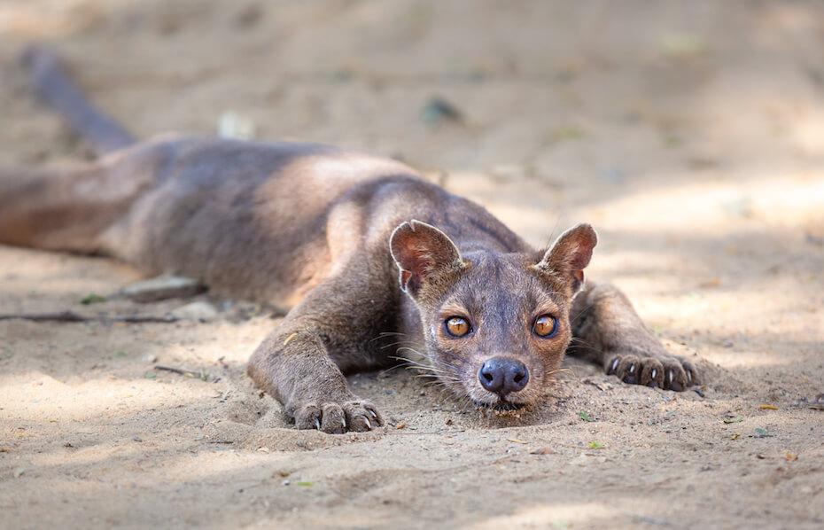 Shutterstock: Fossa