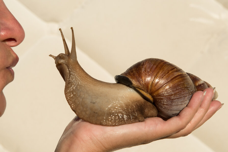 Shutterstock: Giant African snail