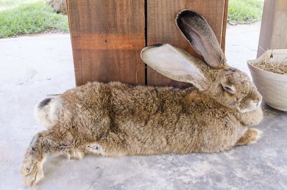 Shutterstock: Giant Flemish rabbit