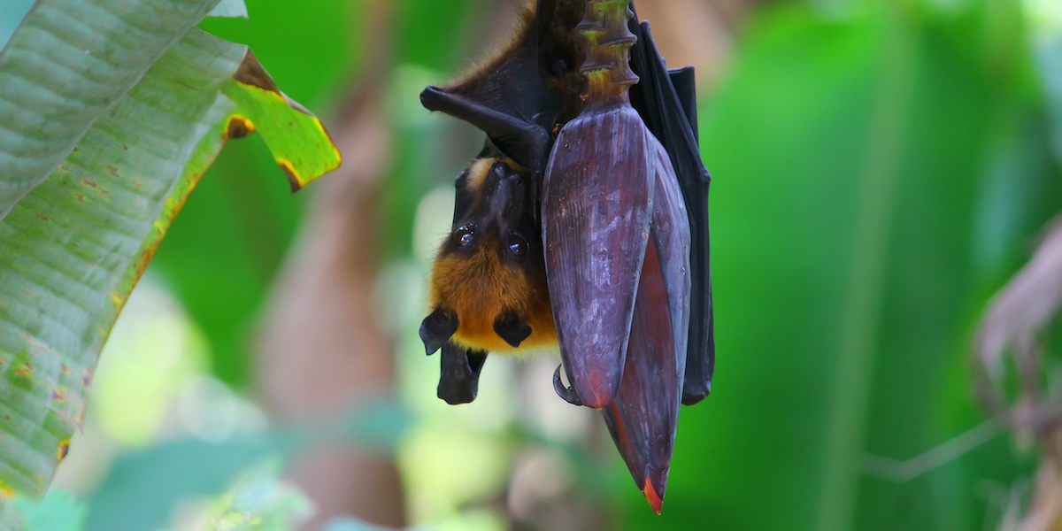 Shutterstock: Big Bat Feeding Honey from Banana Tree - World's Largest Bat - Indian Flying Fox - Greater Indian Fruit Bat - Giant Golden crowned Flying Fox