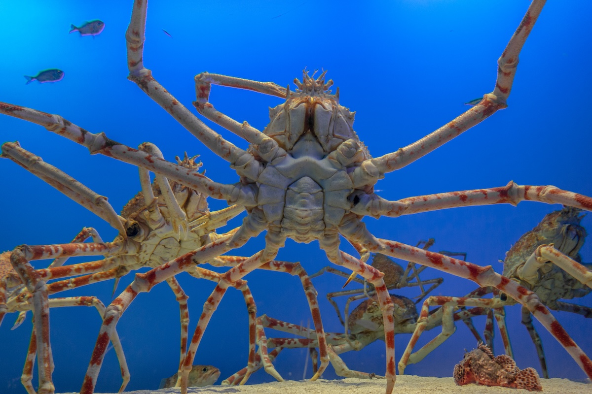 Shutterstock: Giant Japanese spider crab in aquarium.