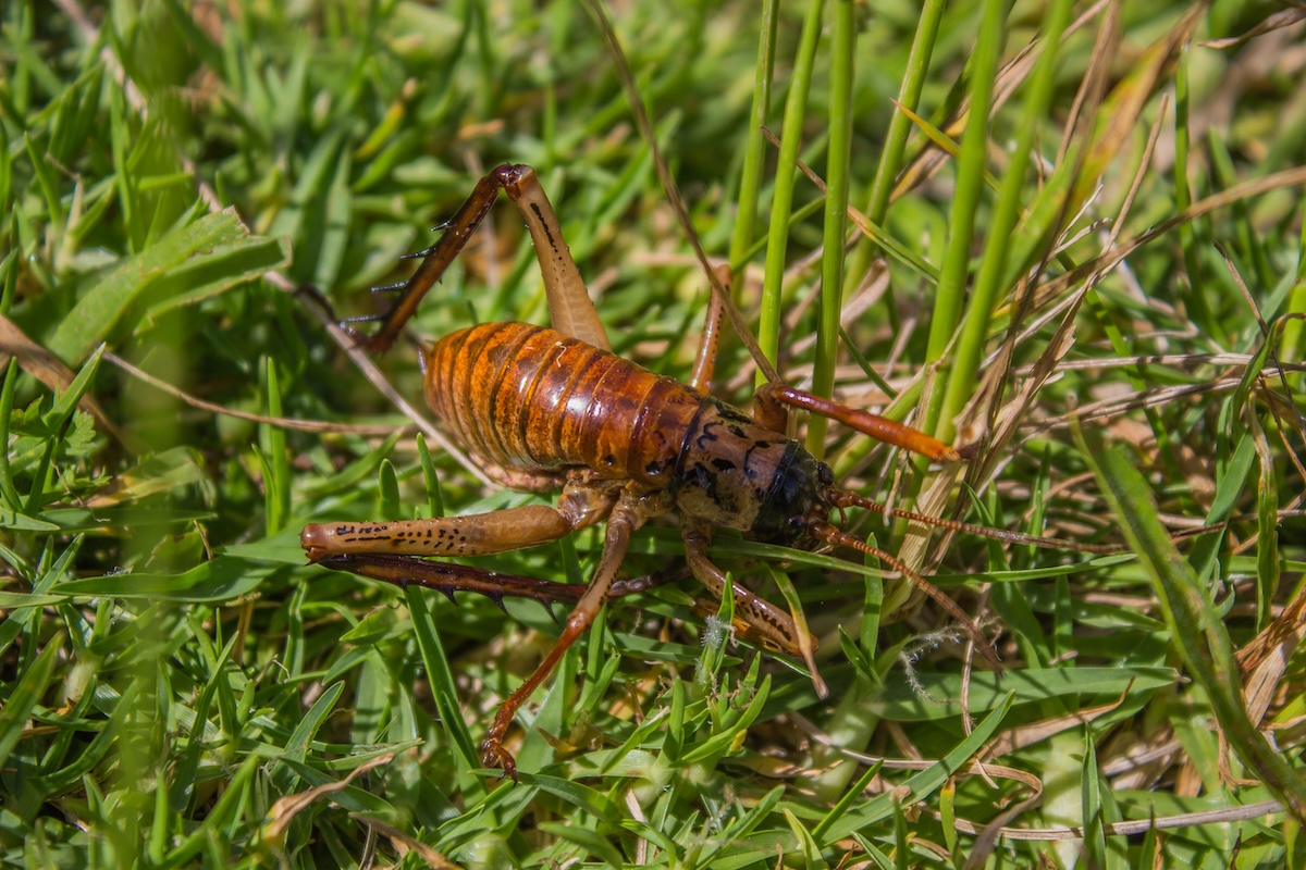 Shutterstock: Giant Weta grasshooper in Northland