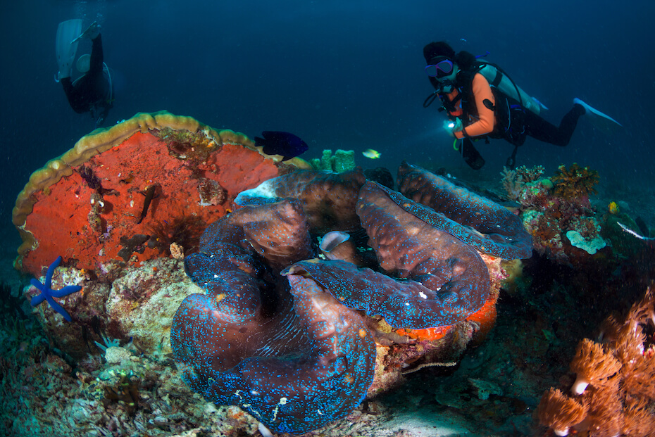 Shutterstock: Diver with huge gigas clam