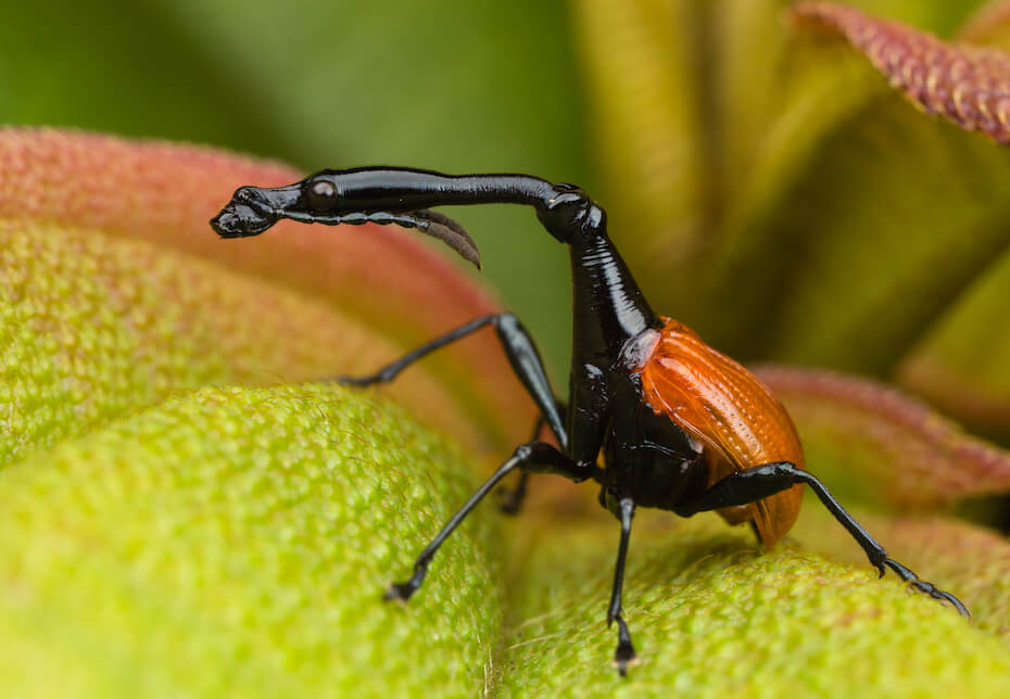 Shutterstock: Giraffe weevil