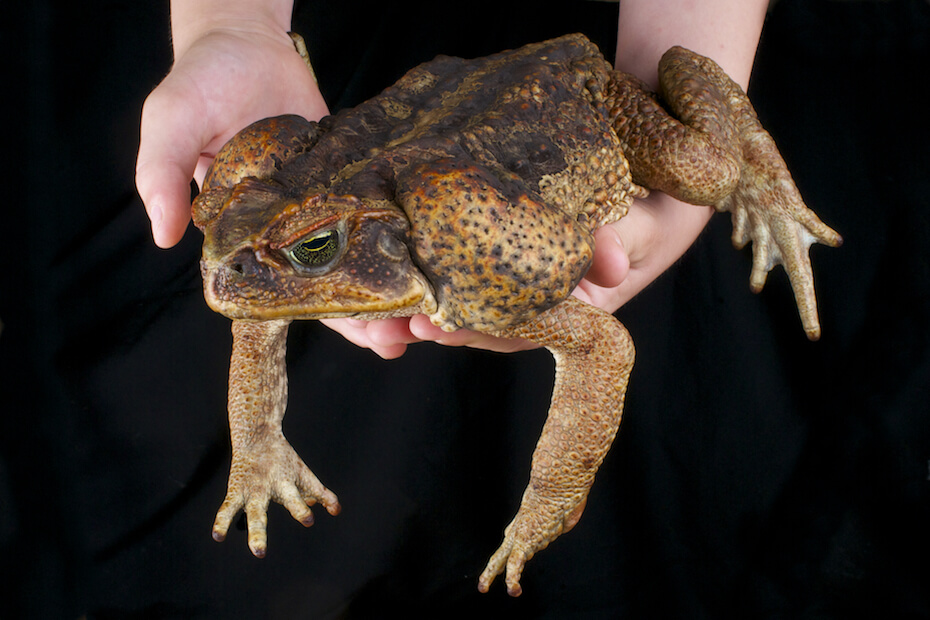 Shutterstock: Hands holding up huge cane toad