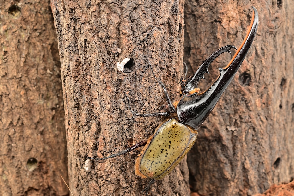 Shutterstock: Hercules beetle in South America
