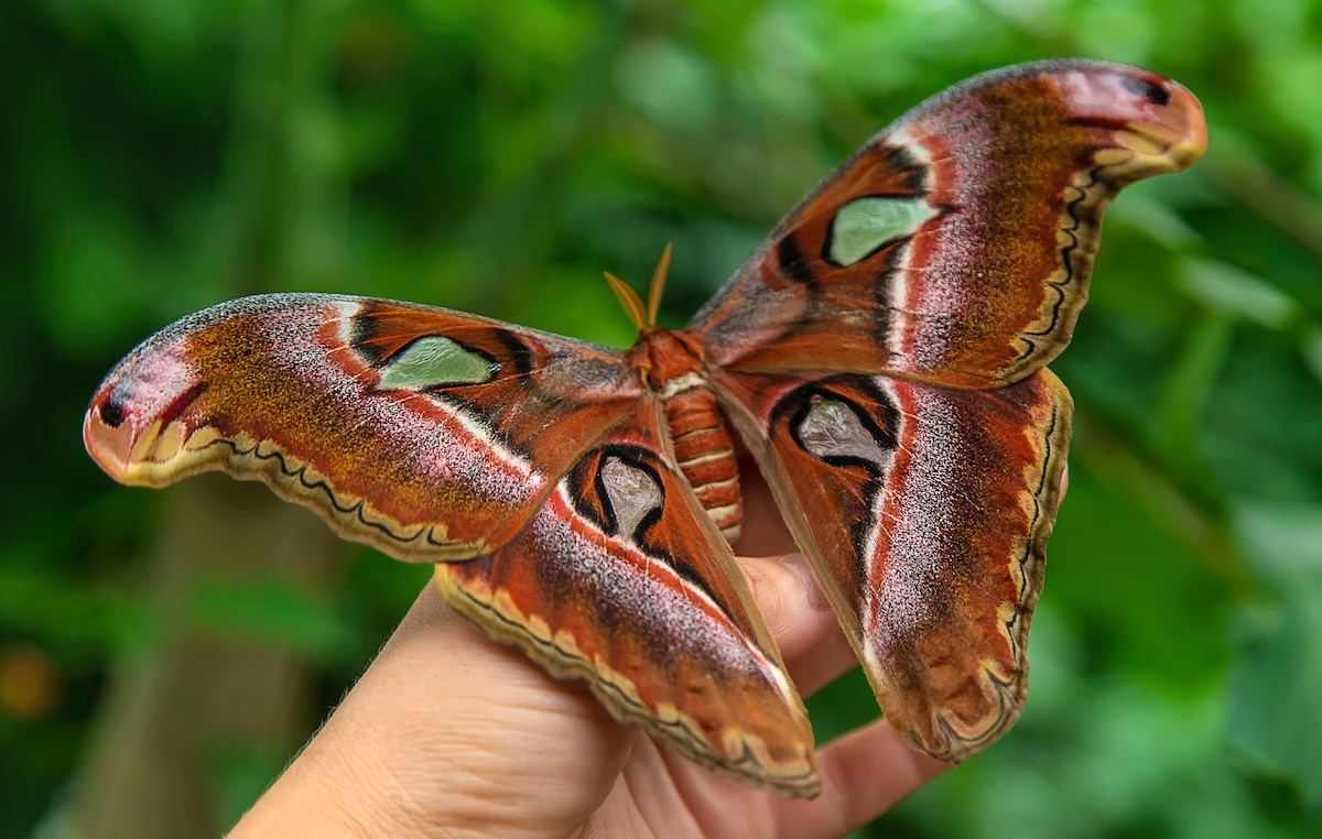 Shutterstock: The largest butterfly in nature. Coscinocera hercules. Summer.