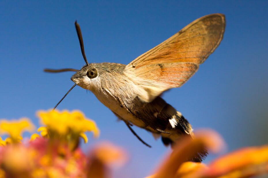 shutterstock-hummingbird-moth-082120
