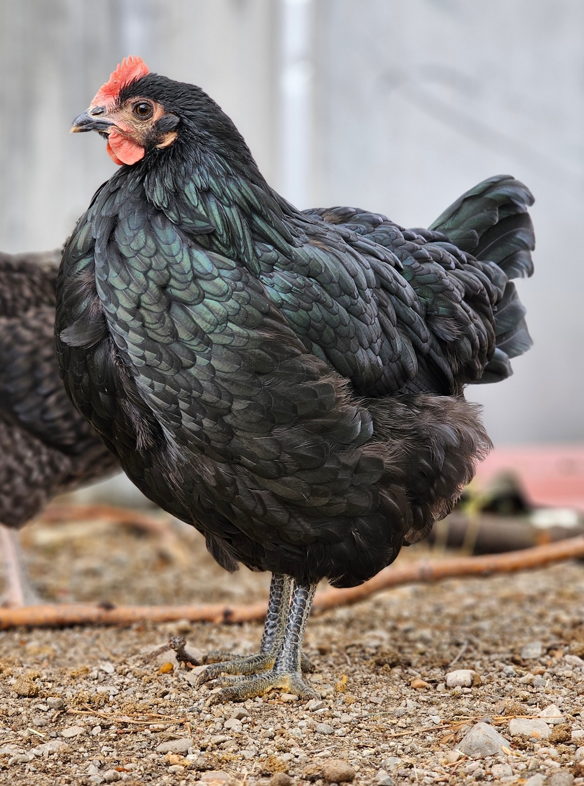 Shutterstock: beautiful jersey giant hen chicken