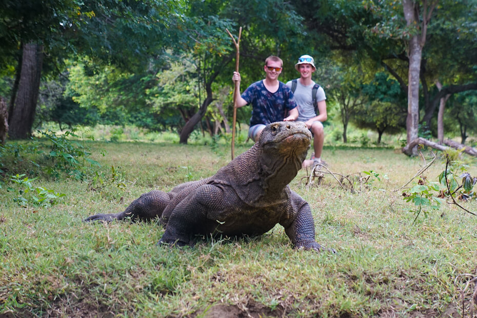 Shutterstock: Komodo dragon with hikers