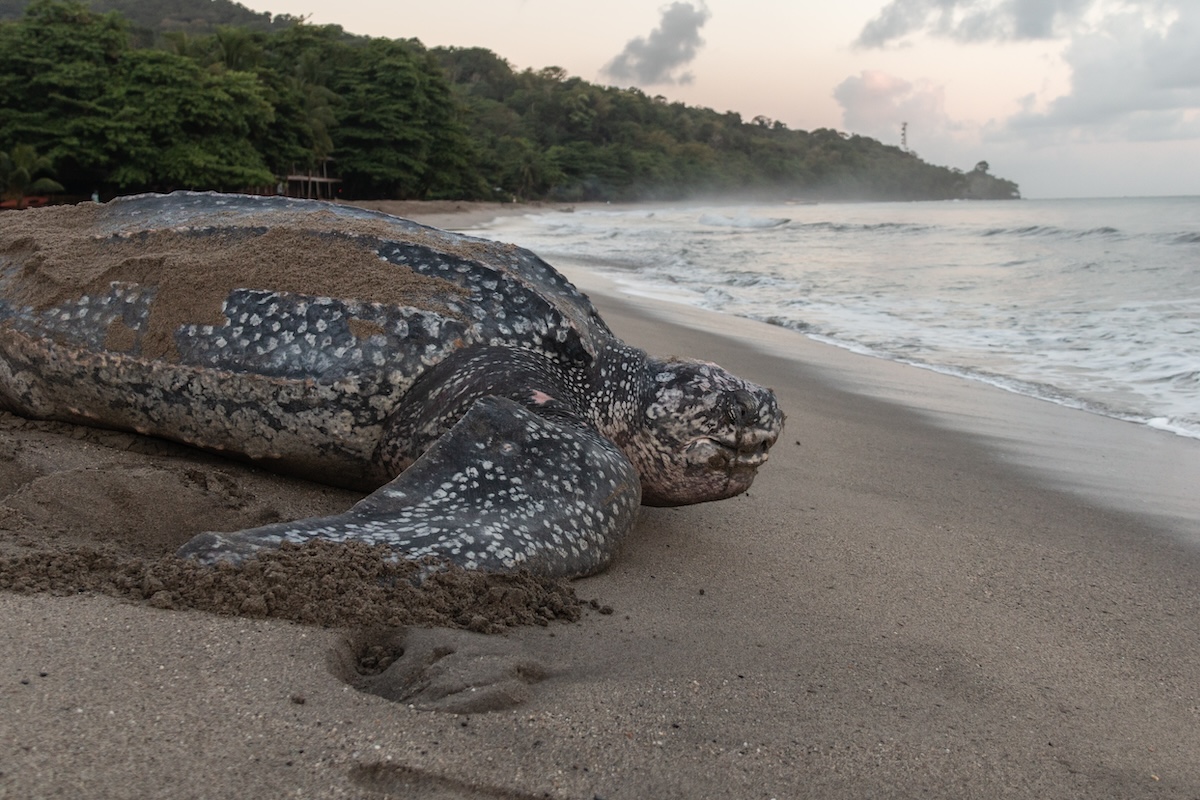 Shutterstock: Close-up of a leatherback turtle laying her eggs during Trinidad and Tobago's nesting season. Shot in Grande Riviere at dawn. Sea turtle crawls back to the sea during a gorgeous sunrise.