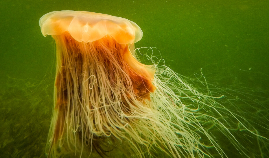 Shutterstock: Lion's mane jellyfish