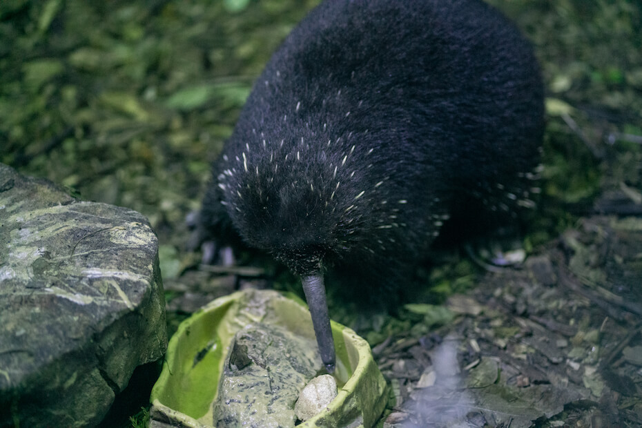 Shutterstock: Long-beaked echidna