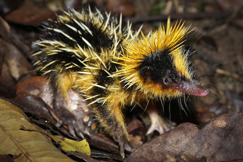 Shutterstock: Lowland streaked tenrec