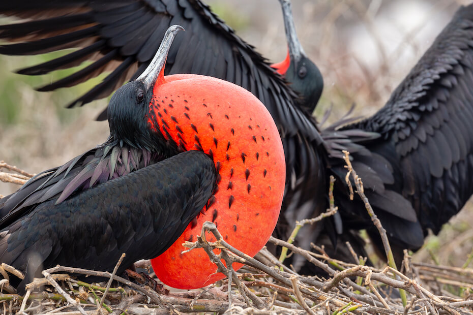 Shutterstock: Magnificent frigatebird