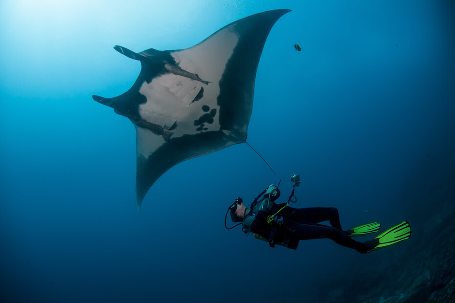 Shutterstock: Manra Ray with diver