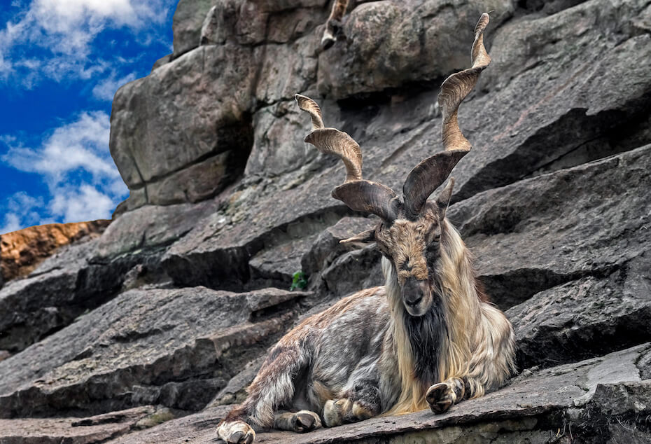 Shutterstock: Markhor