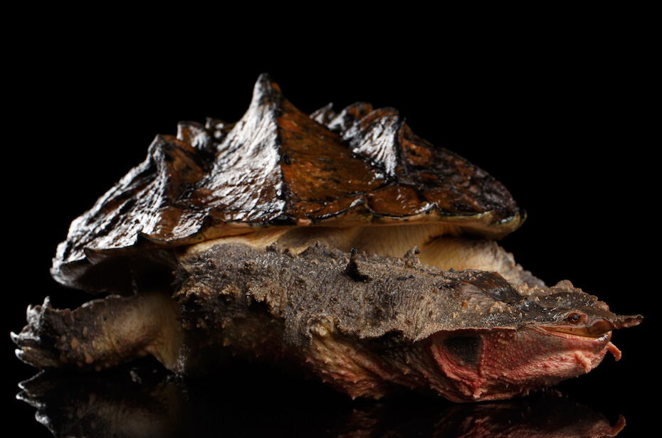 Shutterstock: Matamata turtle