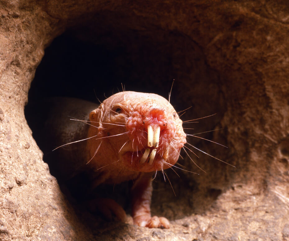 Shutterstock: Naked mole rat